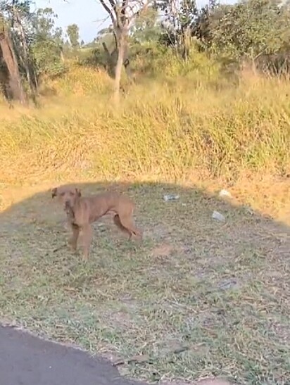O cão foi abandonado na beira de uma estrada.