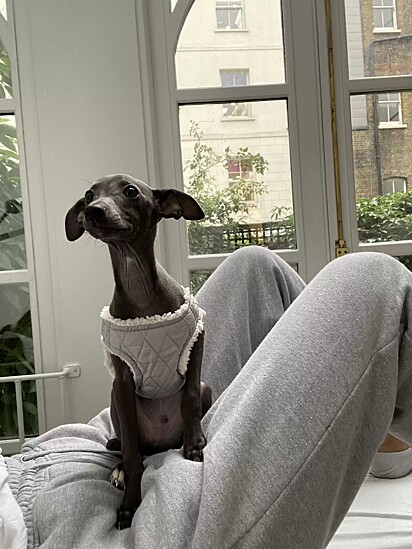 O cãozinho Cosmo.