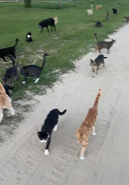 Os gatos estão seguindo a tutora.
