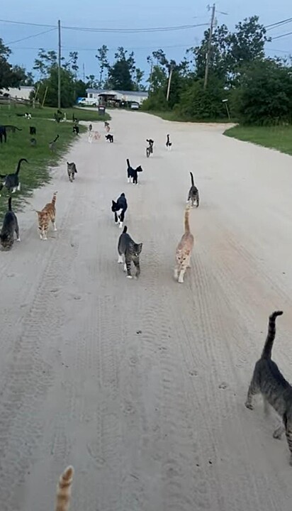 Os animais estão em grupo.