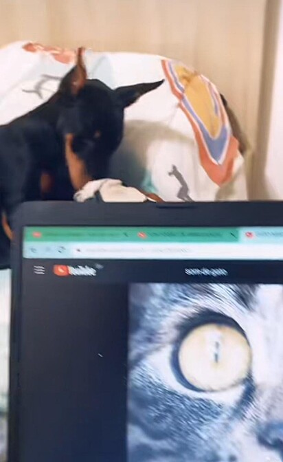 Izzy está entretida enquanto um som de miado de gato toca no computador.