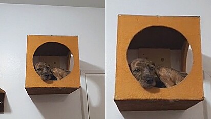 Cadela sobe caixa de gato para tirar um cochilo nele. Então dono descobre surpresa escondida.