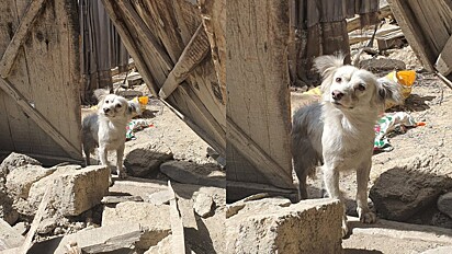 Cão perde família em terremoto e registro dele em meio aos escombros emociona.