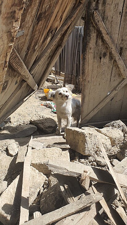 O cão perdeu a sua família durante terremoto.