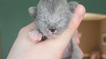Gato nasce com o pelo cinza claro e muda de cor ao crescer.