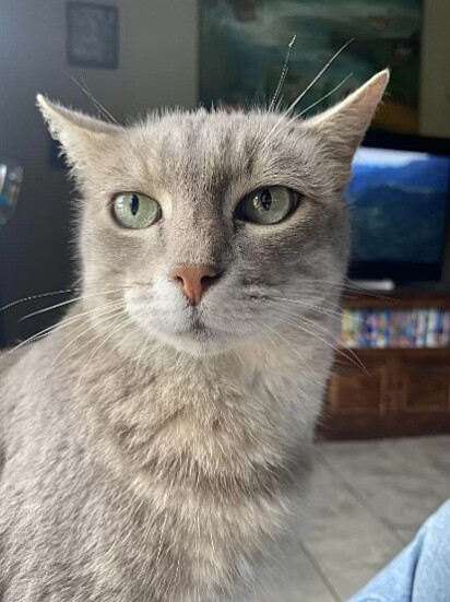 Grey Cat dentro de casa.