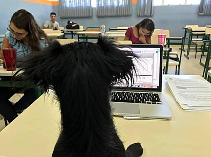 O cão ajudando a observar os alunos durante aplicação da prova.