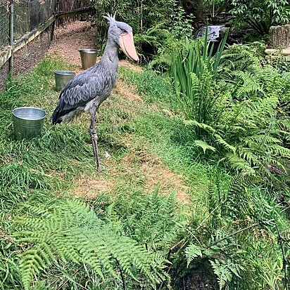 A ave está vivendo no santuário de animais Exmoor Zoo em Devon, na Inglaterra.