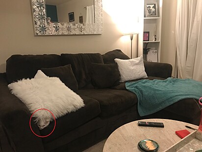 Ela se camuflou na almofada do sofá.