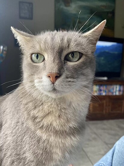 A gatinha Grey Cat.