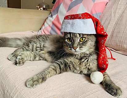 A gata com chapéu de natal.
