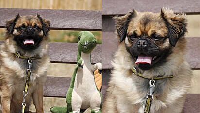 Cão faz amizade com dinossauro de pelúcia e aguarda ser adotado junto com o brinquedo.