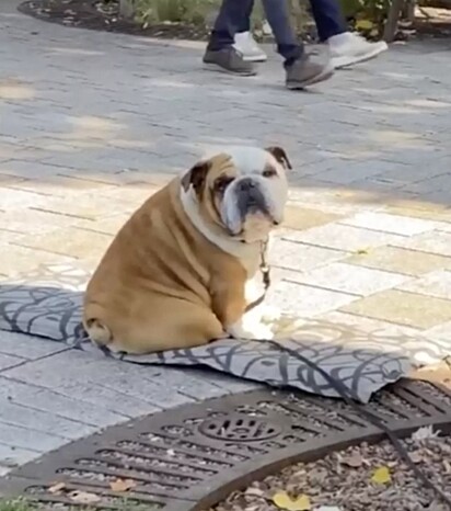 O cachorro sentado em uma almofada.