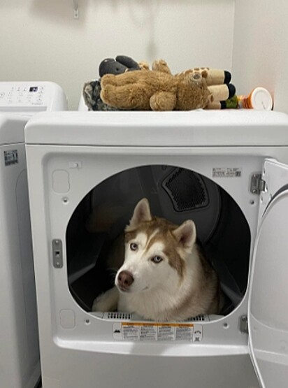 O cão está dentro da máquina de lavar.