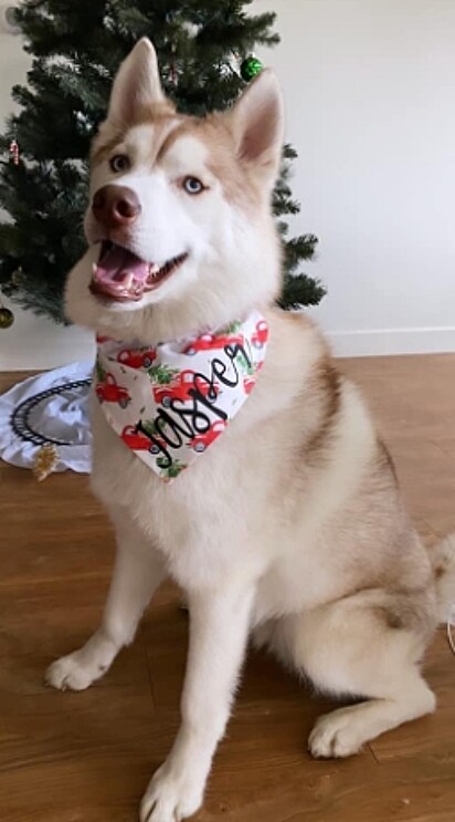 Jasper usando lenço no Natal. 