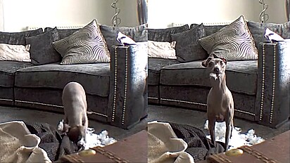 Cão tem reação hilária ao ouvir dono chamar-lhe atenção pela câmera de monitoramento.