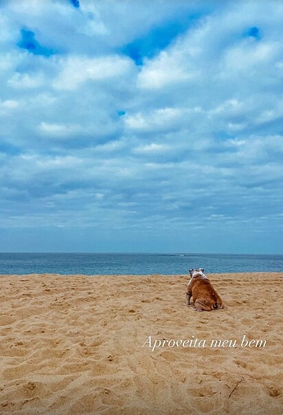 A cachorrinha olhando o mar.