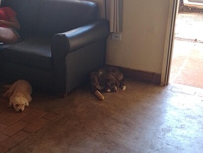 Os cães Doug, da raça poodle, e Nina,da raça border collie.