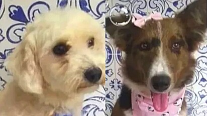 Cães fogem de casa e aparecem sozinhos em pet shop que frequentam.
