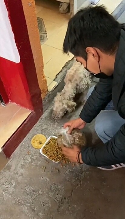 Um rapaz ao ver a boa ação do casal também ofereceu comida ao cão.