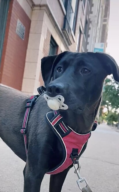 Durante o passeio, Minnie pegou uma chupeta que encontrou na rua.