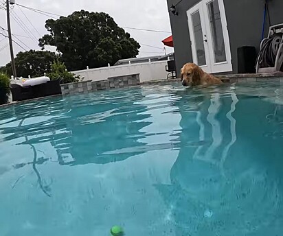 O cachorro entrando na piscina.