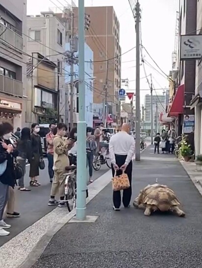 A tartaruga caminhando ao lado do tutor.