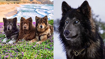 Cães lobo encantam internautas com sua beleza e exuberância.