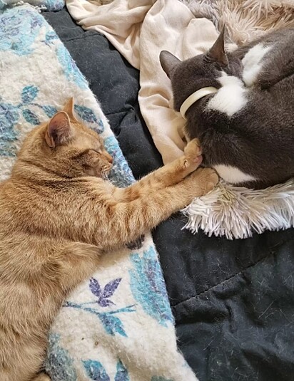 Humphrey oferecendo carinho a outro felino. 