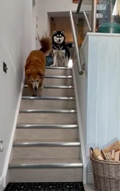 Wookie descendo as escadas.
