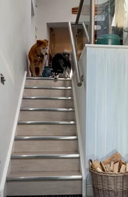 Bonnie e Wookie na ponta da escada.