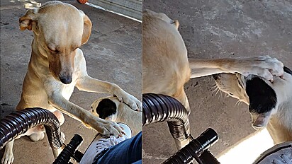 Cão coloca patinha na cabeça do irmão para acalmá-lo.