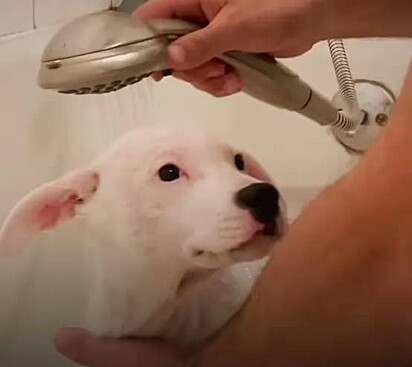 O cachorro tomando banho.