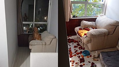 Cão dorme na casa do amigo do seu dono e destrói o sofá.