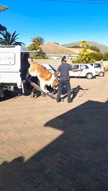 O cachorro São Bernardo descendo a rampa.