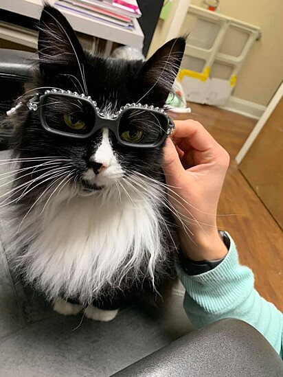 Os pacientes adoram a gatinha.