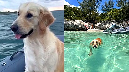 Golden retriever apaixonada por água vive a melhor vida dentro de um barco em Bahamas.