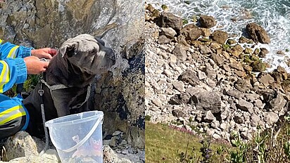 Socorristas demoram encontrar cão que caiu de penhasco por ser da mesma cor das rochas, a busca durou cerca de 45 min.