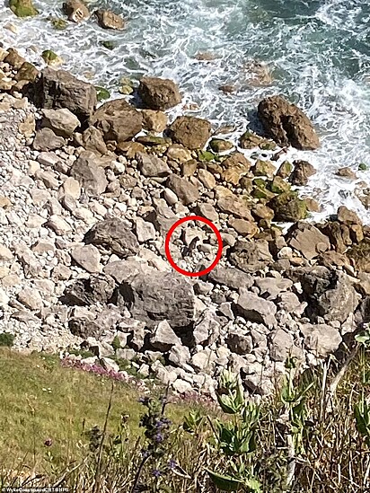 A cadela ficou camuflada entre as rochas.
