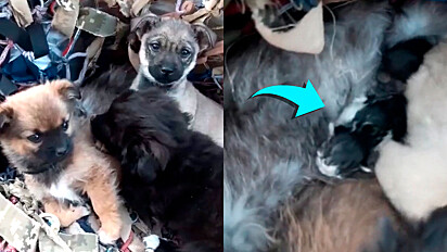 Soldado ucraniano encontra filhotes de cães protegendo gata enquanto amamentava sua ninhada.