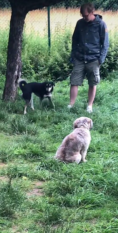 Nenhum cão tenta se aproximar do outro.