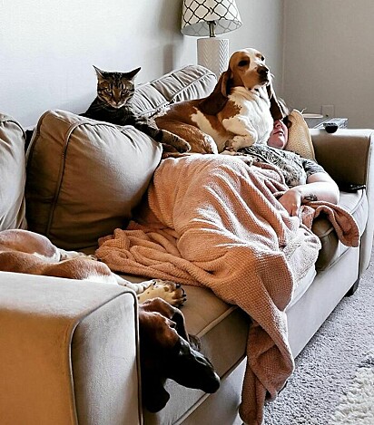 Pets sabem escolher o melhor lugar para deitar.