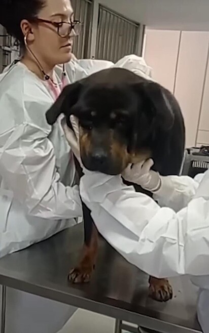 A cadela com tumor está sendo examinada.