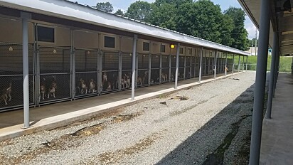 Cerca de 4.000 cães serão resgatados do centro de criação e pesquisa Envigo, em Cumberland, na Virgínia, por maus-tratos.
