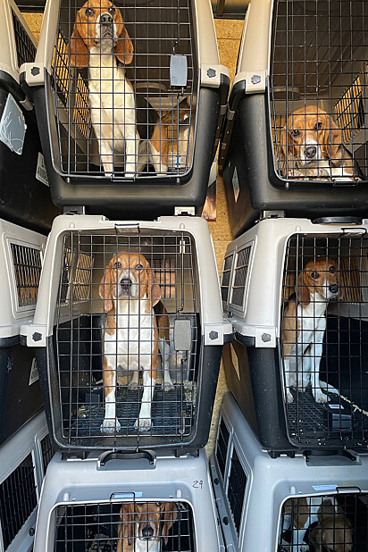 Até o momento 500 cães foram recolhidos das instalações.