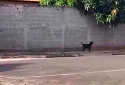 O cão está tentando voltar para casa.