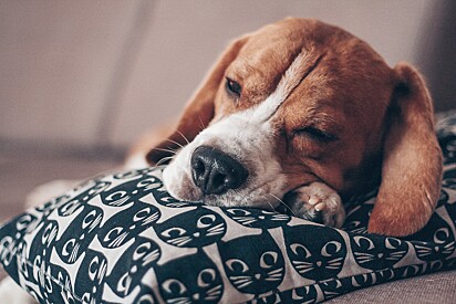 Beagle sonhando.