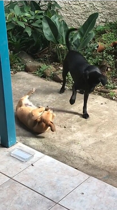 Os dois brincando no pátio.