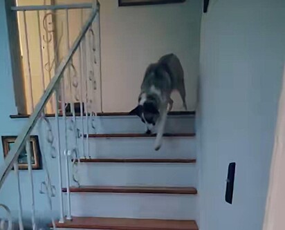 O cão com medo da escada.