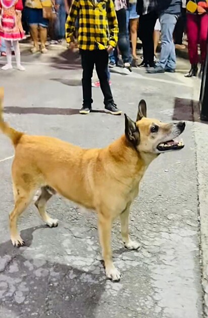 O caramelo está de frente para o palco.